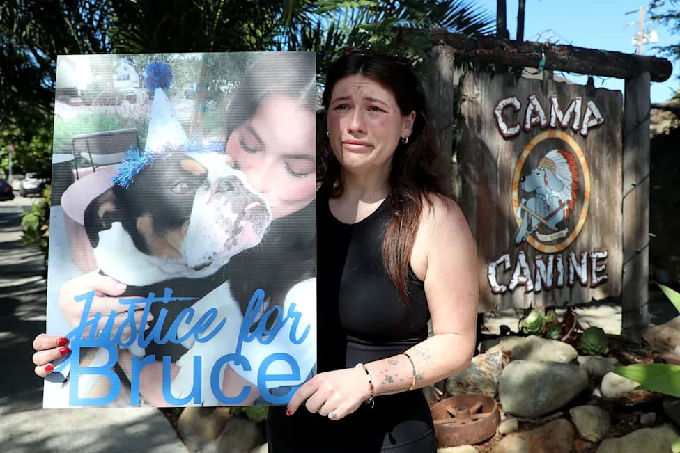 Community Protests After English Bulldog 'Bruce' Allegedly Drowns At Santa Barbara Daycare