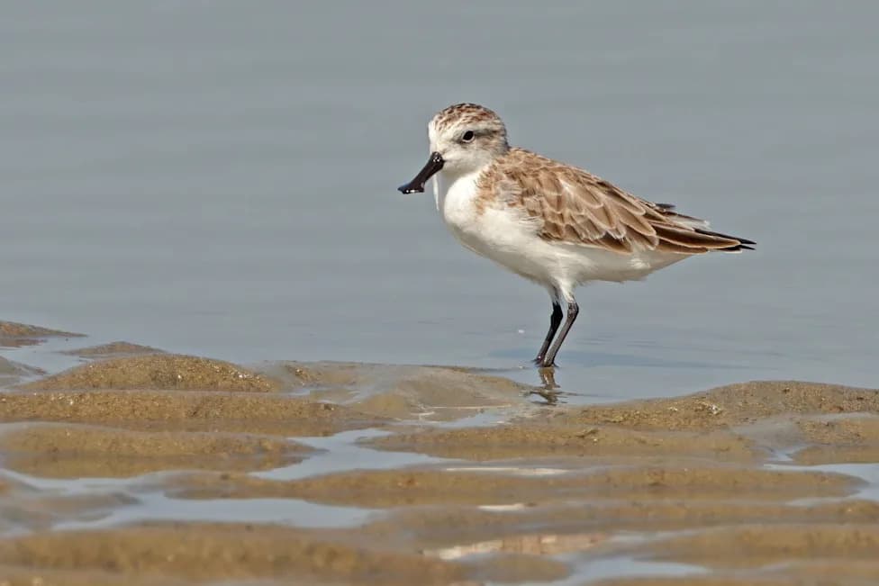 More Than Half of Migratory Bird Species Are Declining — How Full‑Cycle Conservation Can Save Them