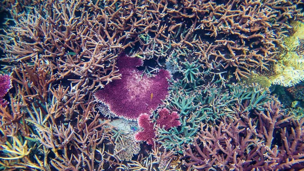 Pink-Red Crust on Dead Coral Gives Baby Corals a Foothold — A Quiet Start to Reef Recovery