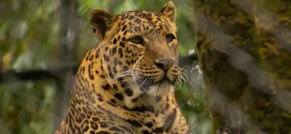 Leopard Storms Into Rajasthan Liquor Store — Salesman Injured, Traps Big Cat Inside