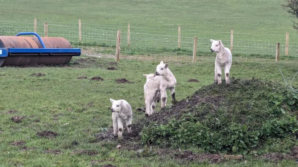 Farm Safety Spotlight: Two Accidental Deaths in Cumbria Highlight Risks and Calls for Change