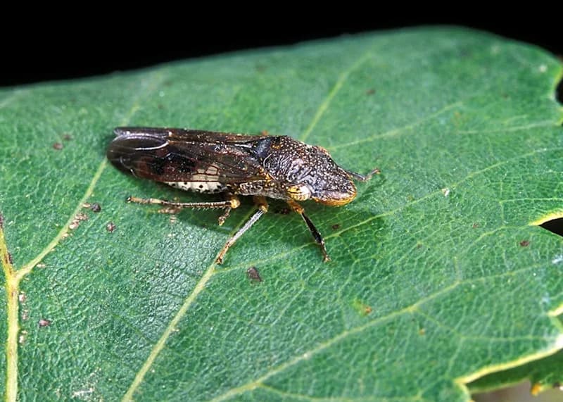 Costco Plants May Harbor Invasive Pest That Spreads Deadly Grapevine Disease