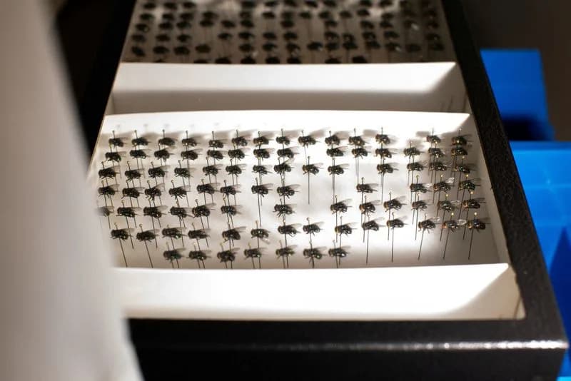 U.S.-Backed NovoFly Trials Begin in Panama as Scientists Race to Curb Flesh-Eating Screwworm