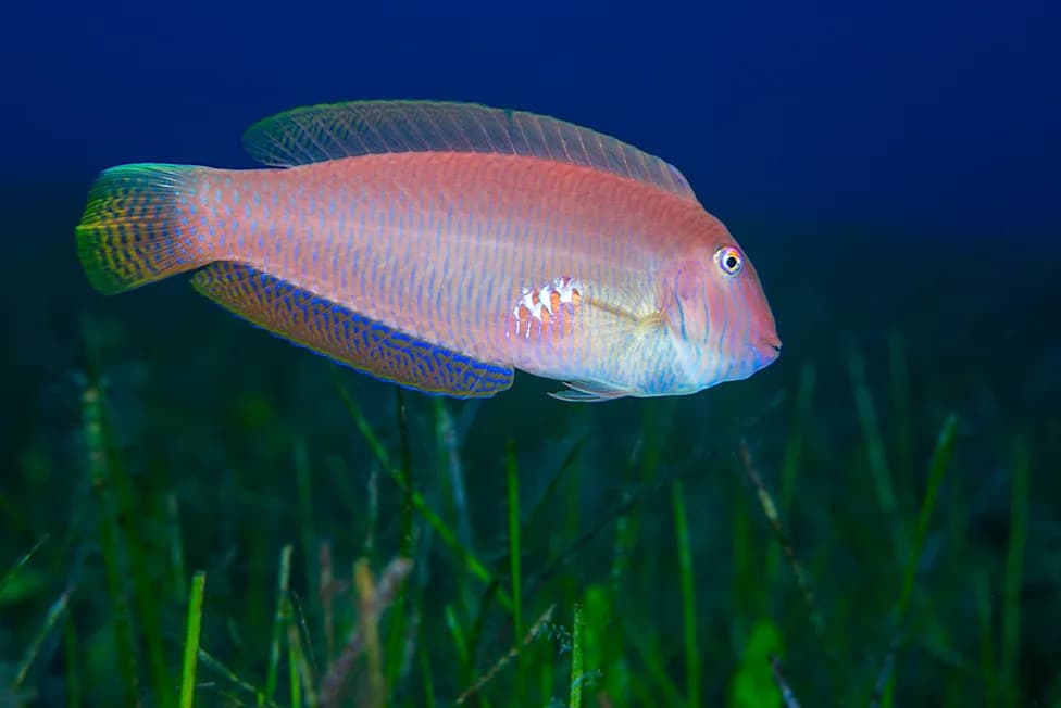 How Fishing Changes Sex, Size and DNA in Pearly Razorfish — Why Marine Reserves Matter