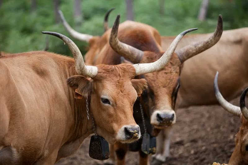 How 'Goat-Cows' and Native Herds Are Helping Galicia Fight Wildfires