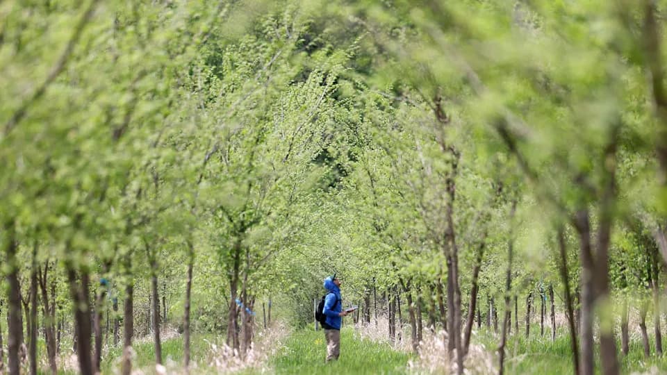 The Deadly Test That Could Bring Back the American Elm: Inside a 28‑Acre Dutch Elm Disease Trial