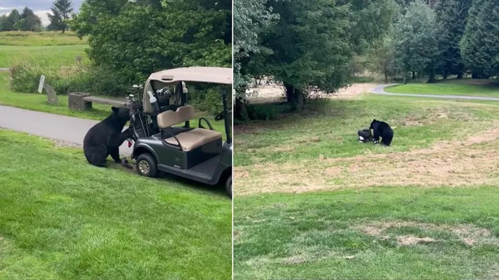 Black Bear Hauls Golfer’s Bag Off a Cart at Golden Eagle Golf Club — Video