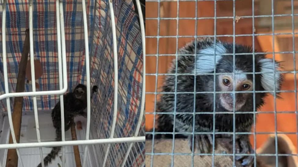 Bus Driver Rescues Abandoned Marmoset Hidden in Laundry Bag on London Bus