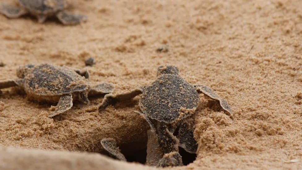 Sanibel and Captiva Near Loggerhead Nesting Record — 4,640 Hatchlings Race Into the Gulf