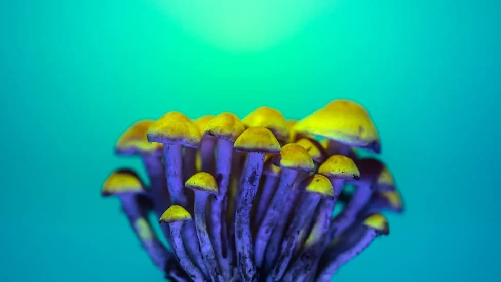 How a Single Dose of Psilocybin Reshapes the Brain — And Why That Matters