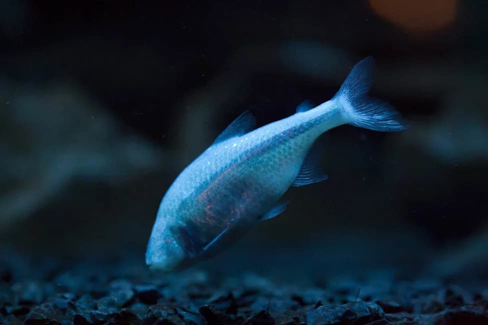 Eyeless 'Demon Cavefish' Discovered Beneath Alabama Military Base — A New Genus