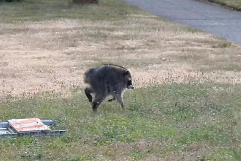 How Jimothy the Raccoon Beat the Odds: Brainpower, Dexterous Hands and a Devoted Mother