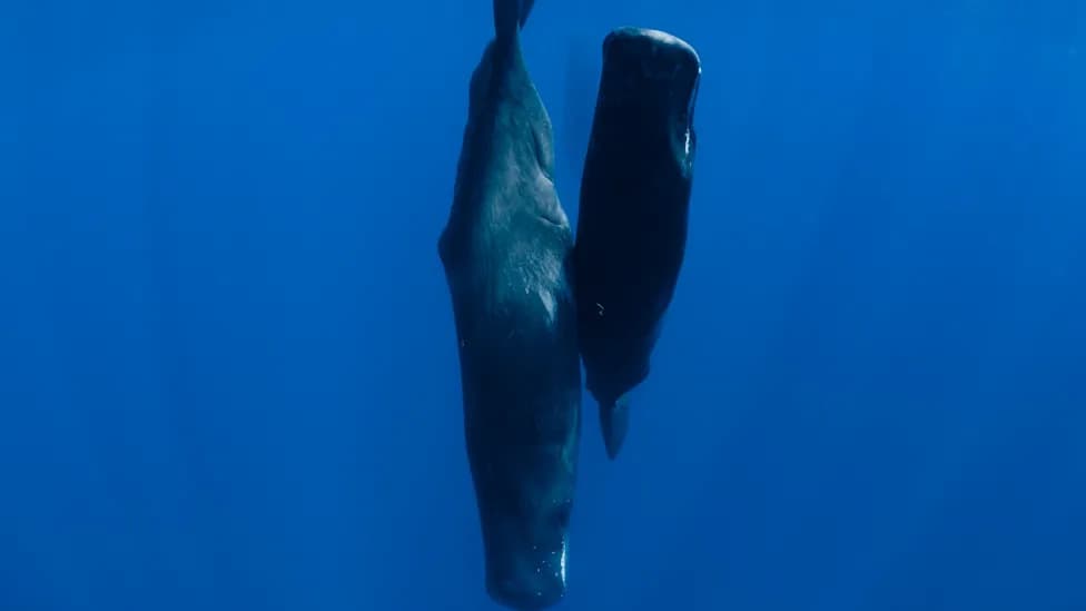 Sperm Whales Blow Bubbles to Stay Underwater During Short Naps