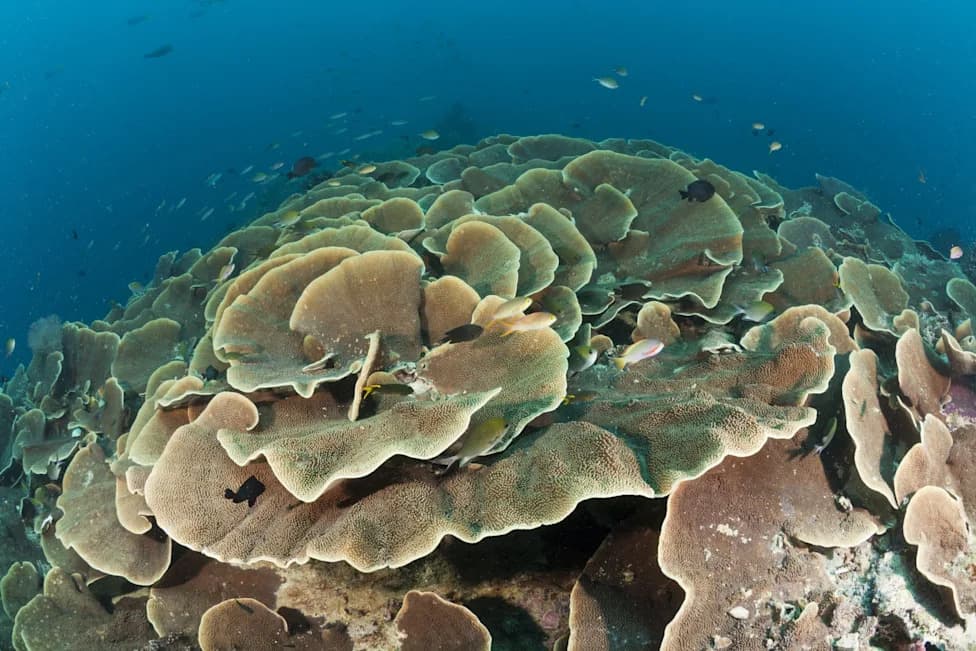 Mesophotic Coral Reef Rediscovered Off Benin After 60 Years