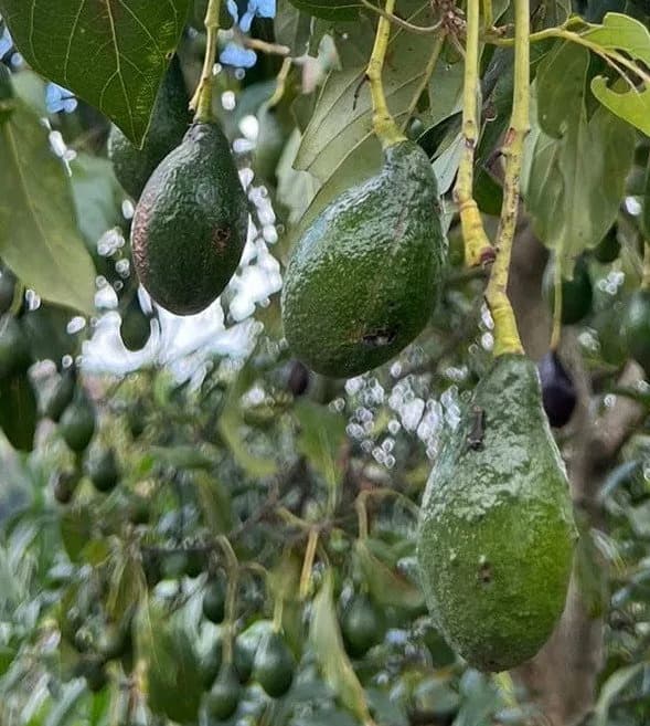 Distinct Nicaraguan Avocados Could Protect the Global ‘Superfood’ — Ancient Genes Offer New Resilience