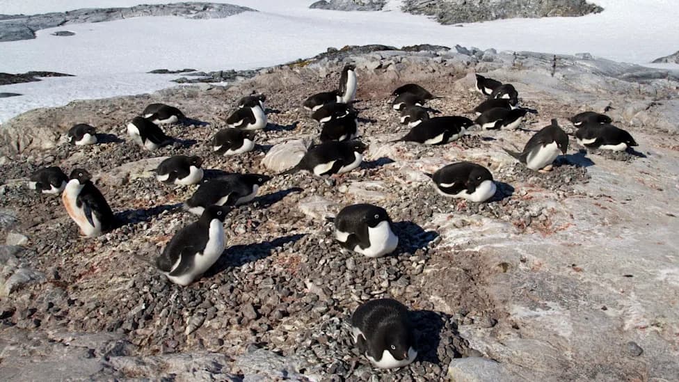 Satellites Trace Penguin Guano: Warming and Shrinking Sea Ice Are Rewriting Antarctica’s Food Web