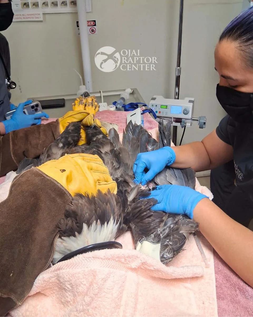 Mystery Deepens as Beloved Bald Eagle Jackie Battles Critical Illness