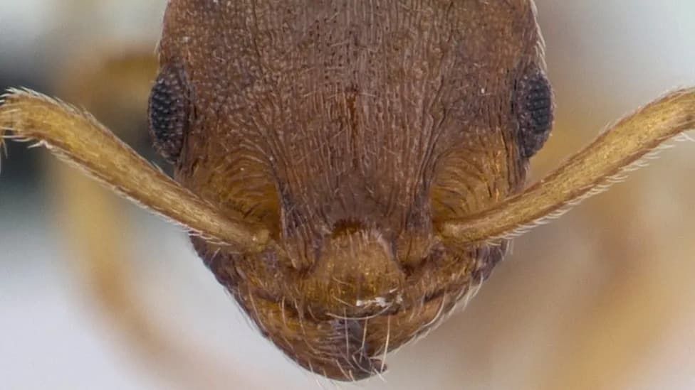 Tapeworm Turns Ants Into ‘Royal’ Hosts — Lifespans Increase Up To Tenfold to Complete Parasite’s Life Cycle