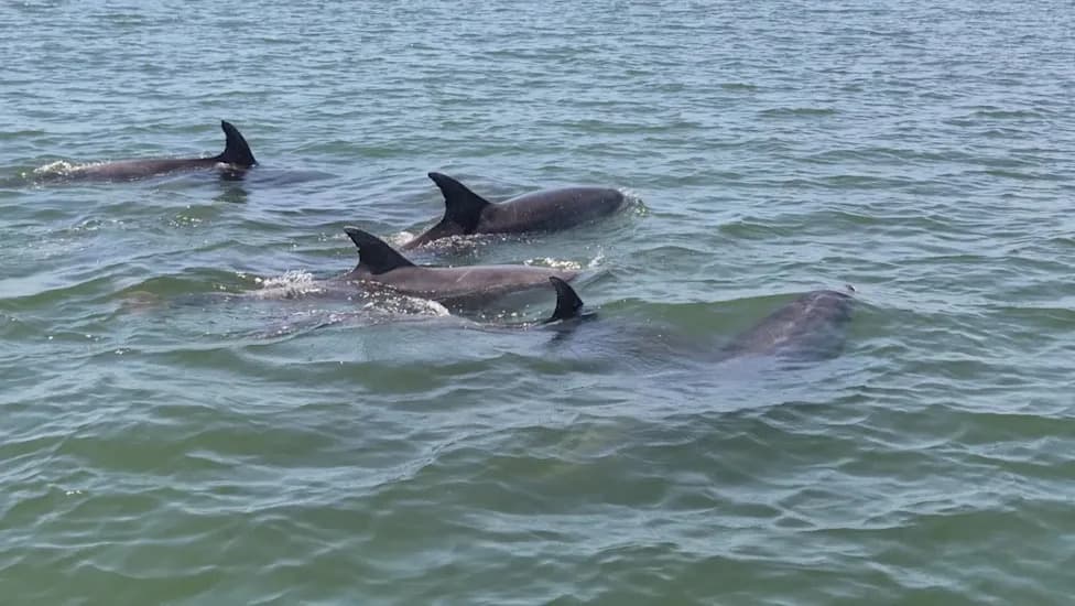 22 Dolphins Tracked Offshore After Massachusetts’ Largest Known Mass Stranding