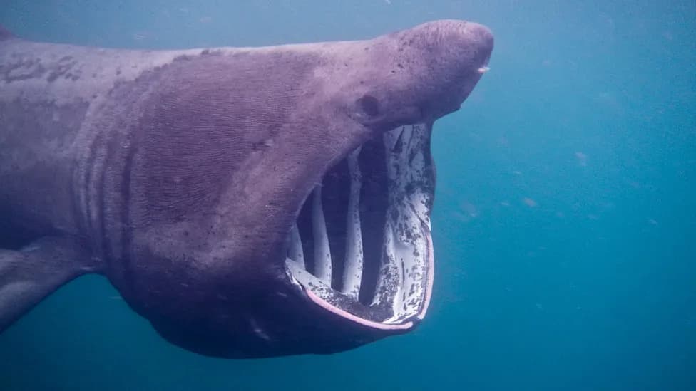 Basking Shark's Razor-Like Skin Shreds Gloves — May Explain How Its Giant Mouth Flares Open