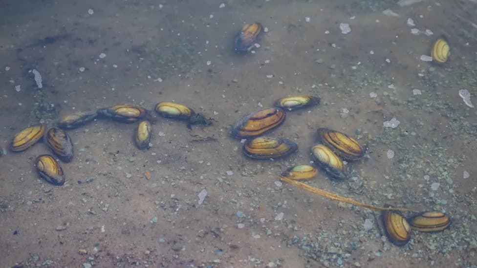 Yolo County Moves to Declare Emergency After Invasive Golden Mussels Detected at Port of West Sacramento