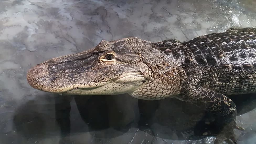 Outrage in Florida: 'Allie,' an 8.5‑ft Alligator, Killed With a Power Drill After Permit Lapse — Three Men Charged