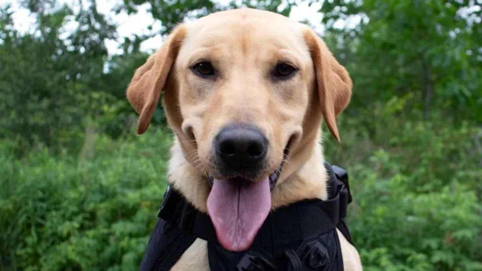 Meet Tilly: Ontario’s First Conservation Detection Dog Hunting Invasive Species