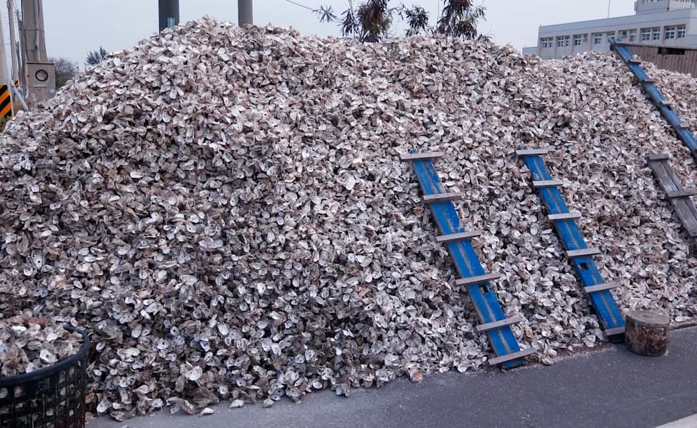 Florida Recycled 500,000+ Tons Of Shells To Restore Gulf Seafloors — Here’s What Happened