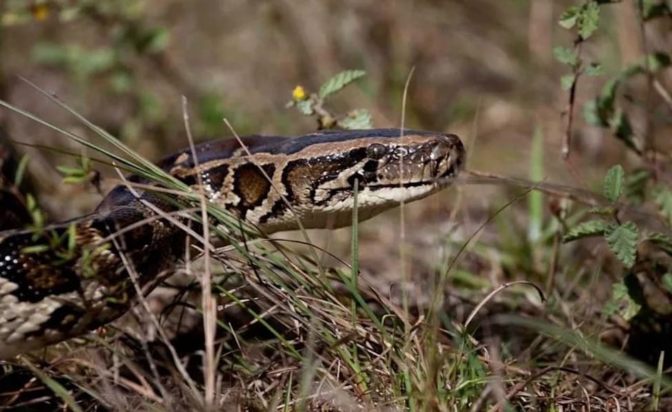Burmese Pythons Push Beyond the Everglades — Who Won the 2025 Python Challenge?