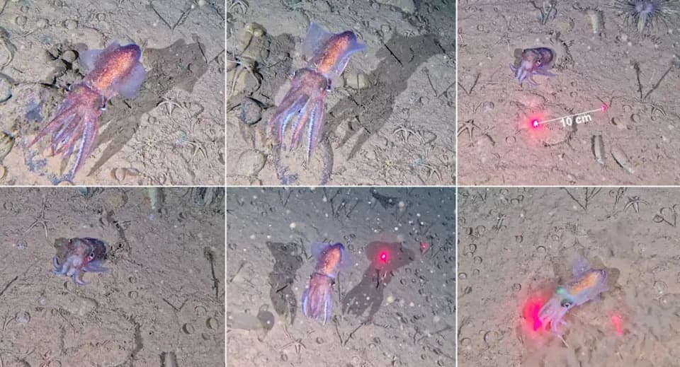Researchers Film Arctic Bobtail Squid With Eggs — First Direct Evidence of Cephalopod Reproduction in Sub‑Zero Waters
