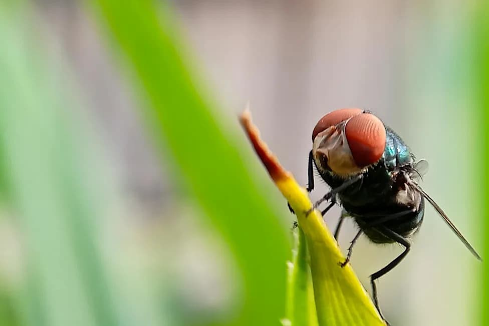 Screwworms Return to the U.S.: Colorado Prepares as Pest Moves North from Texas