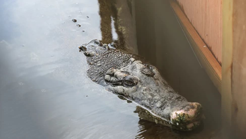 Monsoon Floods Drive Crocodiles Into Kota Neighborhoods and Schools — Veteran Rescuer Answers Hundreds of Calls