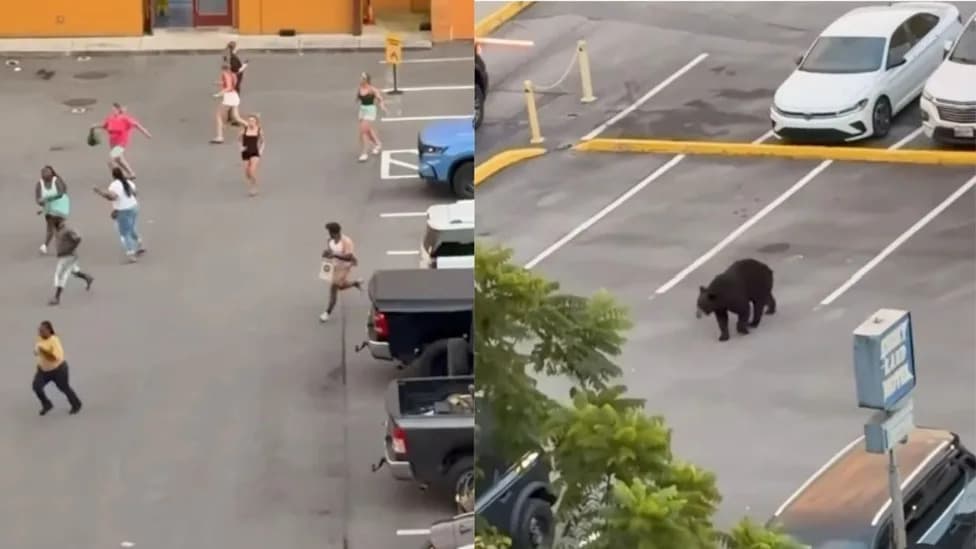 Viral Video: Black Bear Casually Walks Through Gatlinburg Parking Lot While Visitors Flee