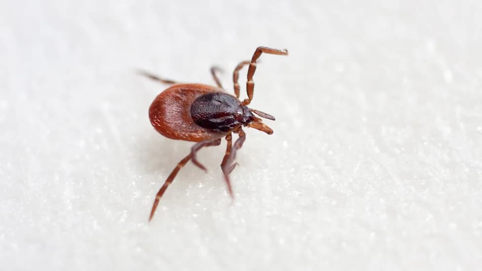Spain Records First Death Linked to Locally Acquired Crimean-Congo Hemorrhagic Fever