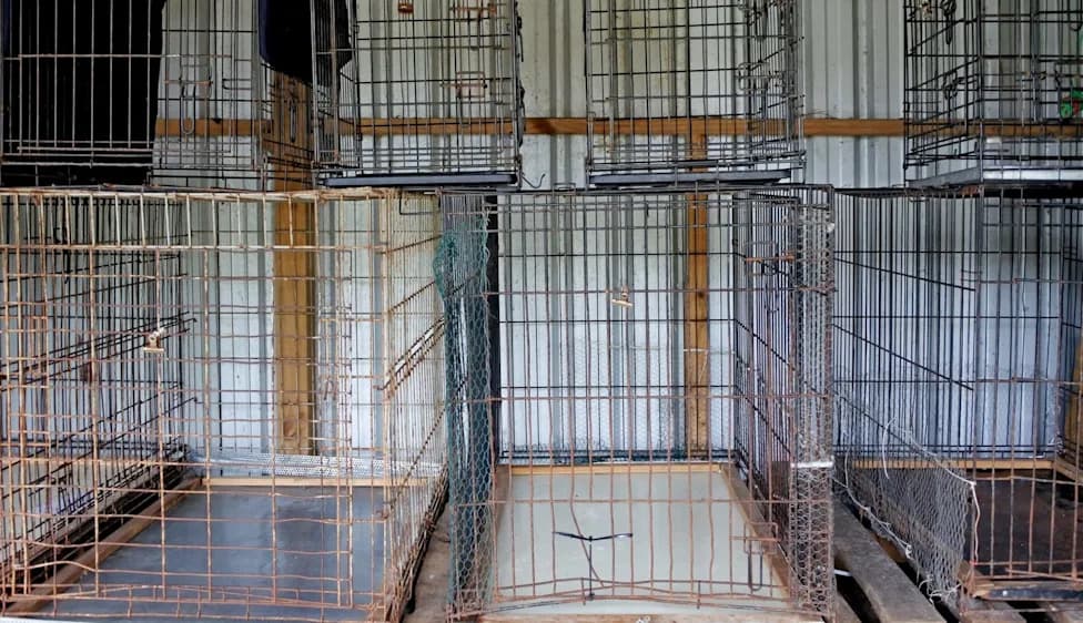 Anonymous Tip About One Sick Dog Leads To Rescue Of 43 Dogs From Dark, Filthy Basement