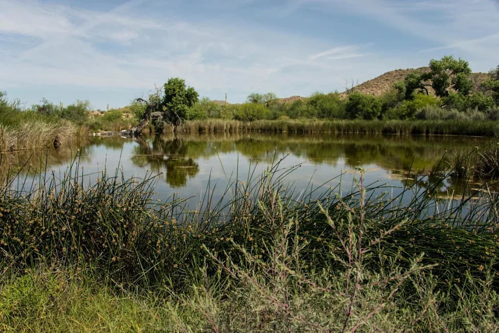 Quitobaquito Springs at Risk: Planned Second 30-Foot Border Wall Threatens Sacred Oasis and Unique Wildlife