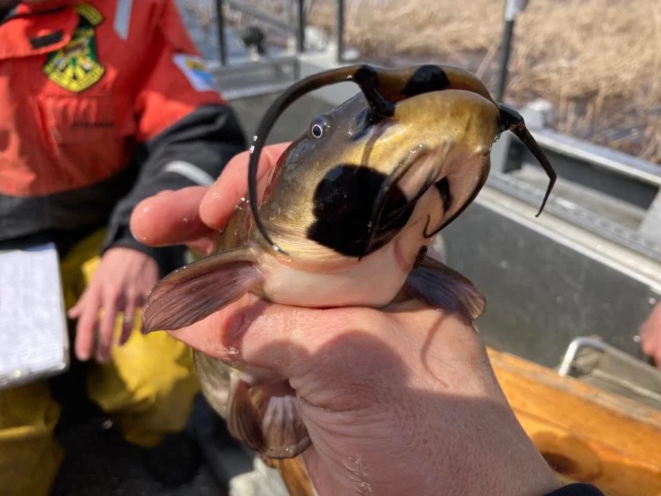 Scientists Identify Fourth Transmissible Cancer — Contagious Melanoma Found in Freshwater Bullhead Catfish
