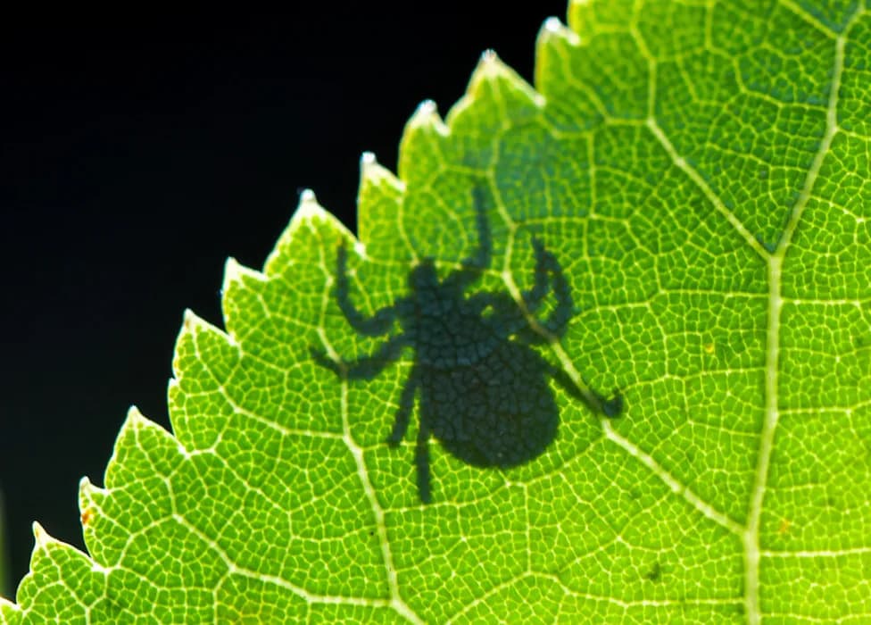 The Ticks Are Winning: How Tick-Borne Illnesses Are Spreading Across the U.S. — And What We Can Do