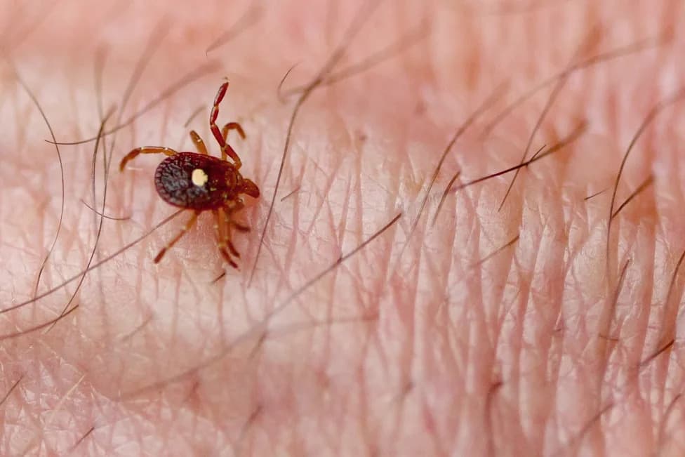 Bourbon Virus Found in New York Lone Star Tick — Researchers Warn Cases May Be Underdiagnosed