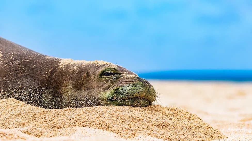 Viral Clip Shows Hawaiian Monk Seal Swats Snorkeler at Hanauma Bay — A Stark Reminder to Respect Wildlife