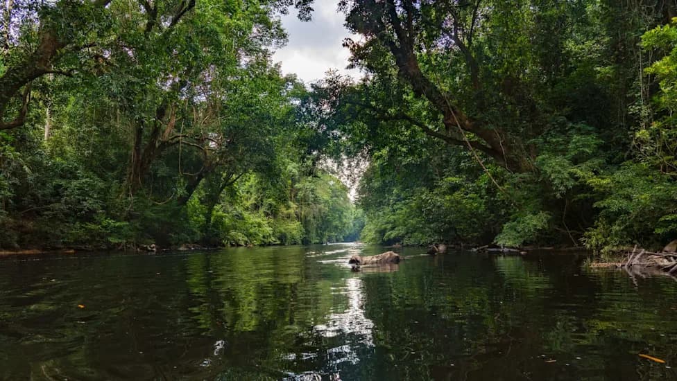 Malaysia Tiger Reserve Yields Frog Not Seen Since 1922 — And A Stream Toad New To Science