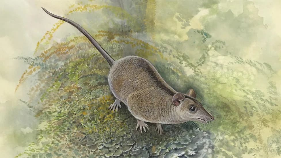Rice-Sized Fossil Teeth Reveal a New Branch on the Marsupial Family Tree — Keeunamorphia