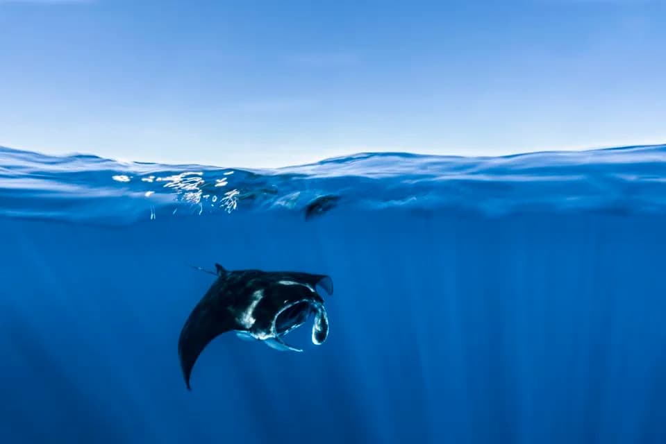 Citizen Photos Reveal 44 Shark and Ray Species Along Mozambique’s Coast