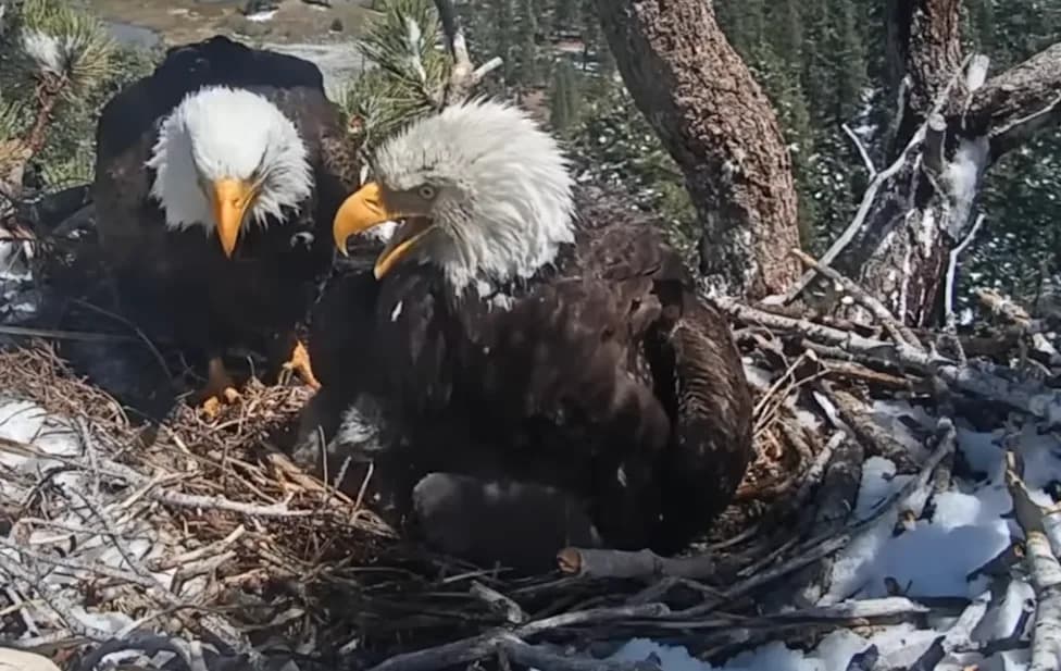 Donation Drive Secures $10 Million to Protect Moon Camp, Home of Bald Eagles Jackie and Shadow