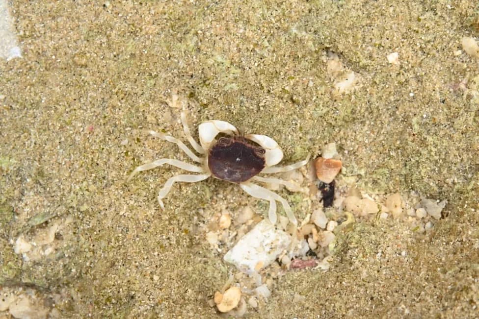 Hidden Under Rocks: Tiny South China Sea Crab Revealed as New Species, Eucrate liui