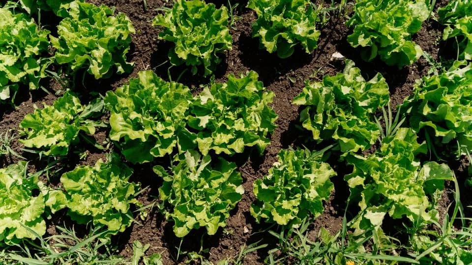 Major Cyclospora Surge: Investigators Still Can’t Pin How Human Waste Reaches Produce