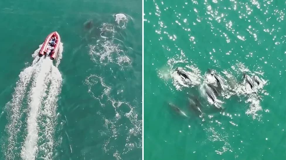 Cape Cod Dolphins Reunite After Mass Stranding — Survivors Tracked to Deeper Water