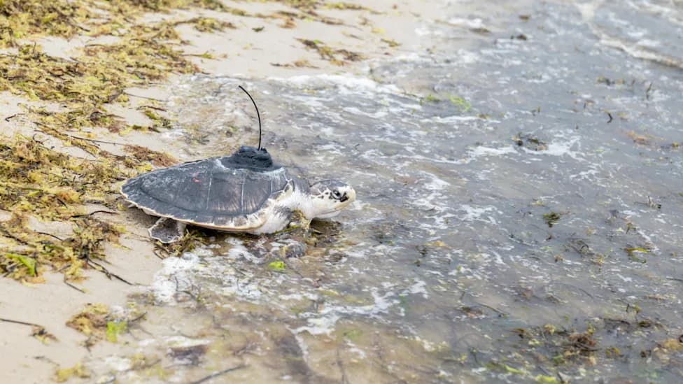 Bon Voyage, Papyrus: Five Rehabilitated Kemp’s Ridley Turtles Return to Sea Off Cape Cod
