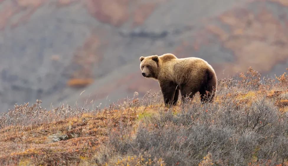 Brown Bear Bursts From Treeline, Attacks Hiker Walking Three Dogs Near Anchorage