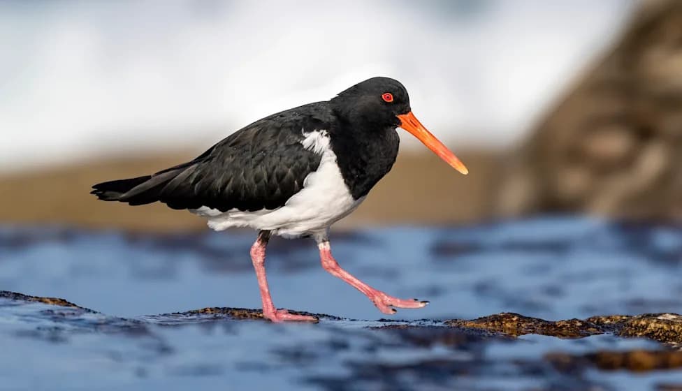 Bright‑Billed Oystercatchers Make a Remarkable Comeback on Rhode Island Beaches